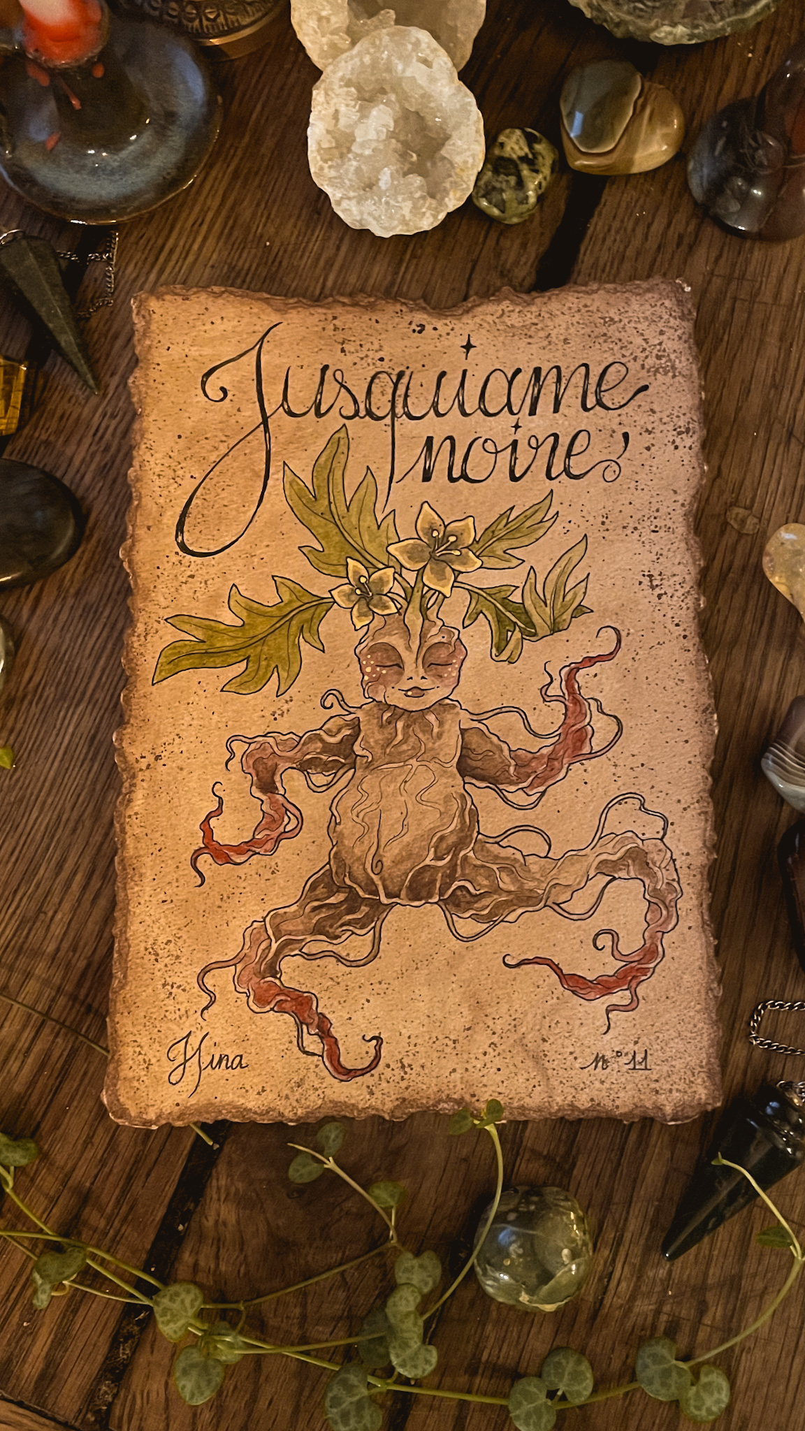 Jusquiame Noire n°11