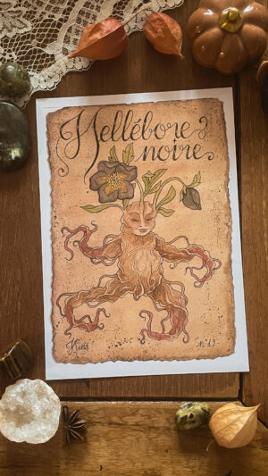 Hellebore Noire n°19 Print