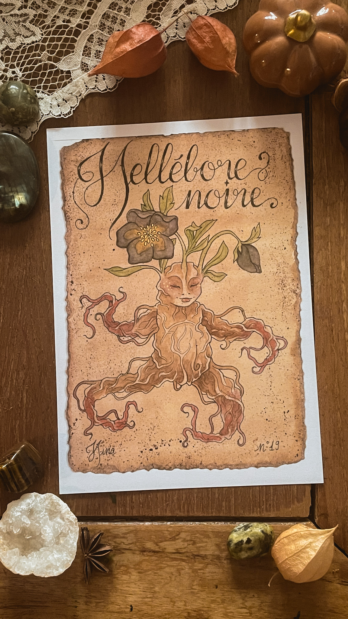 Hellebore Noire n°19 Print