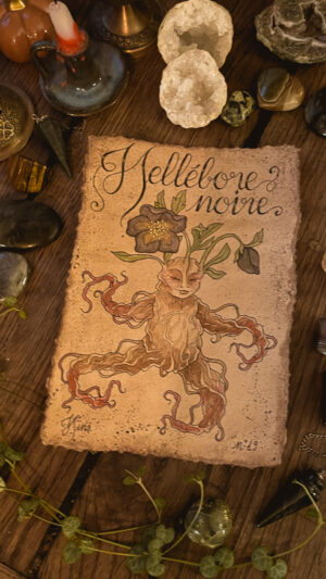 Hellebore Noire n°19