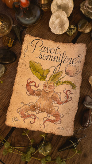 Pavot Somnifère n°24