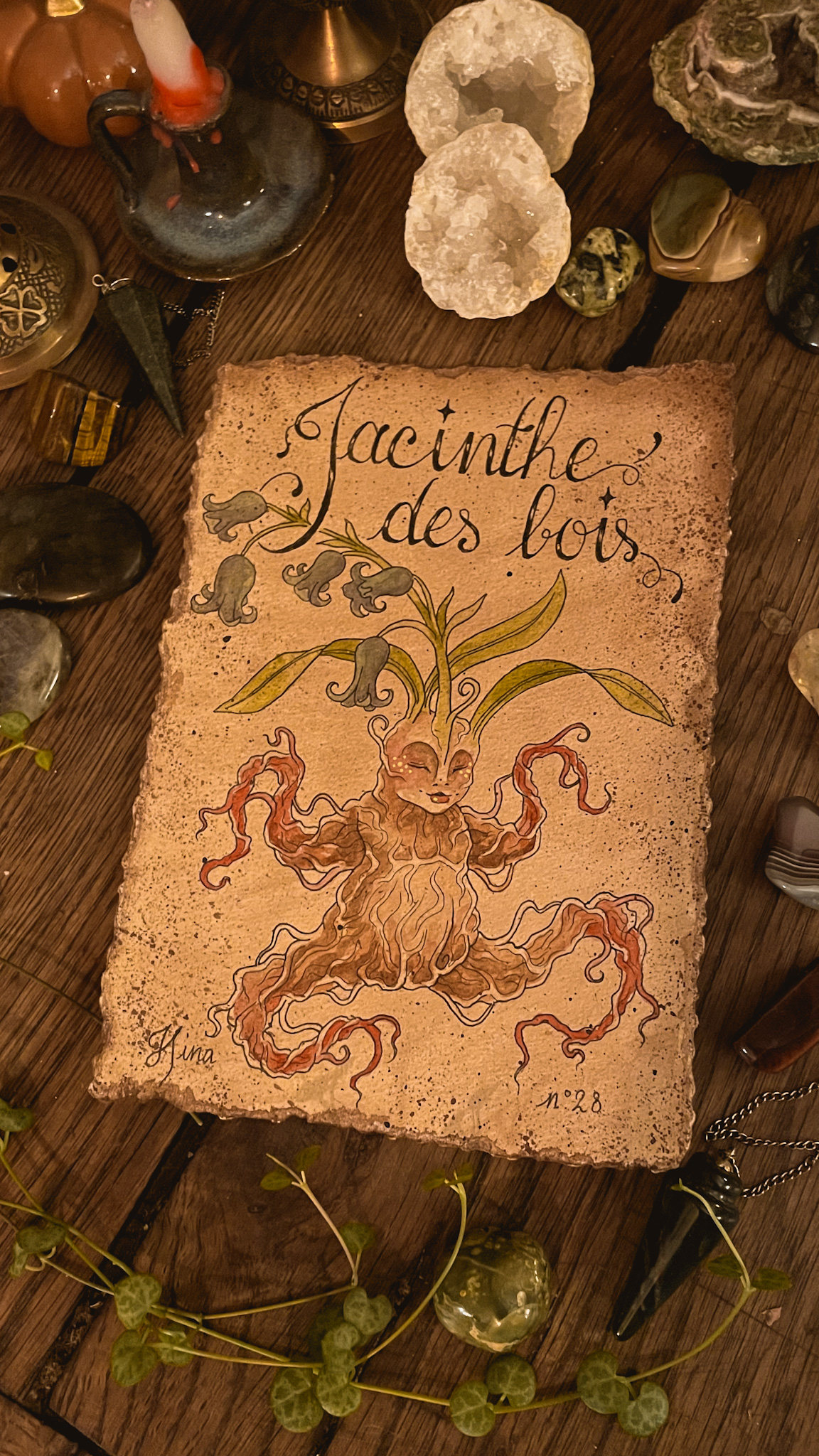 Jacinthe des bois n°28