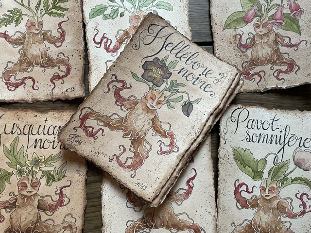 Sujet : Hellébore noire Original unique. Peinture à l'aquarelle sur papier 300gr, extraite de la série Mandraktober 2025 d'Hina Art.