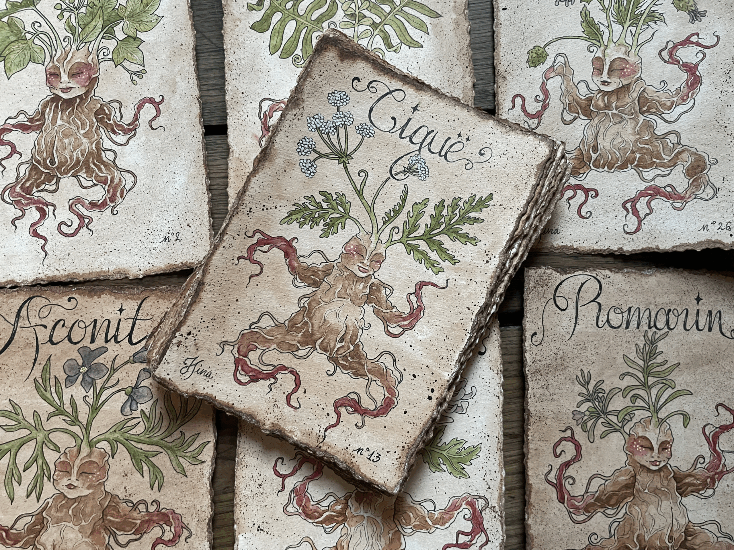 Ciguë n°13 – Image 3