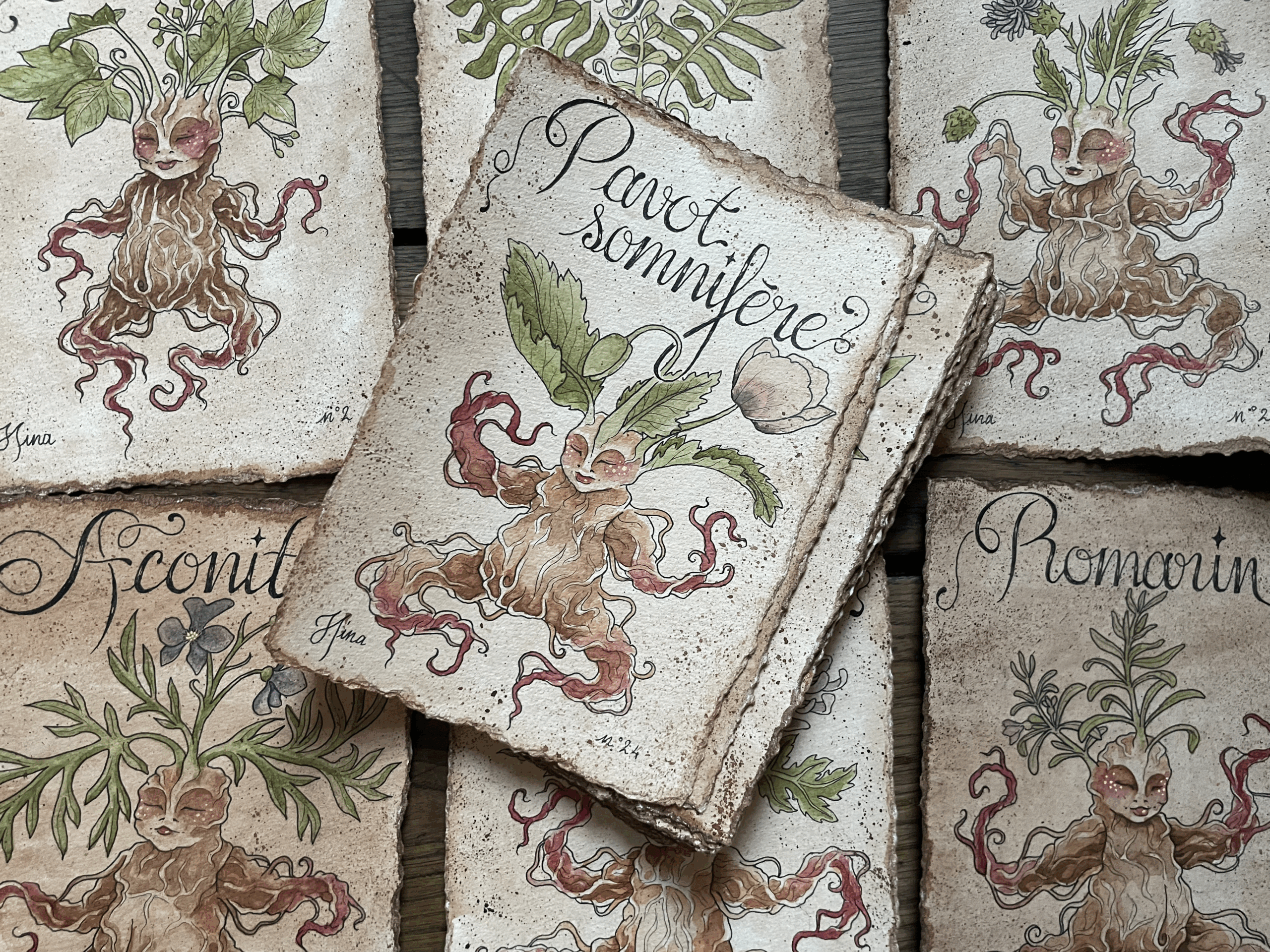 Pavot Somnifère n°24 – Image 3